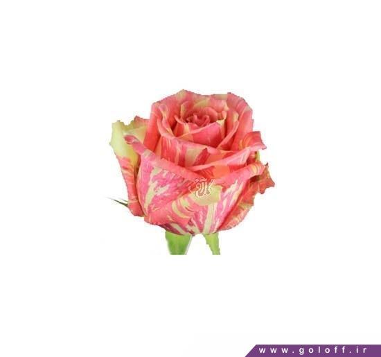 شاخه گل رز - گل رز هلندی فیستا - Rose | گل آف